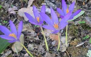 Beaucoup de crocus dans les sous bois