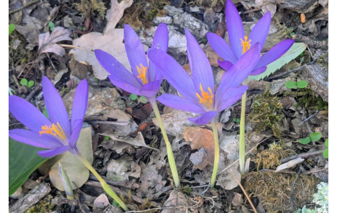 Beaucoup de crocus dans les sous bois